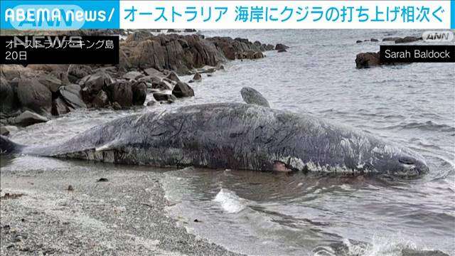 マッコウクジラ14頭が海岸に打ち上げられる　オーストラリア