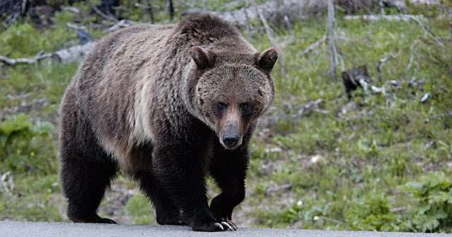 ヒグマに襲われ死亡したハンターの「顔面」は原形をとどめない…なぜ顔を狙うのか？ - 登山 - Number Web - ナンバー