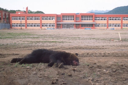 ヒグマと生きるために（知床財団の活動）｜知床財団｜世界自然遺産「知床」にある公益財団法人
