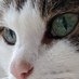 めぐちゃんのパシリ代行ビジネスはじめました on Twitter: 