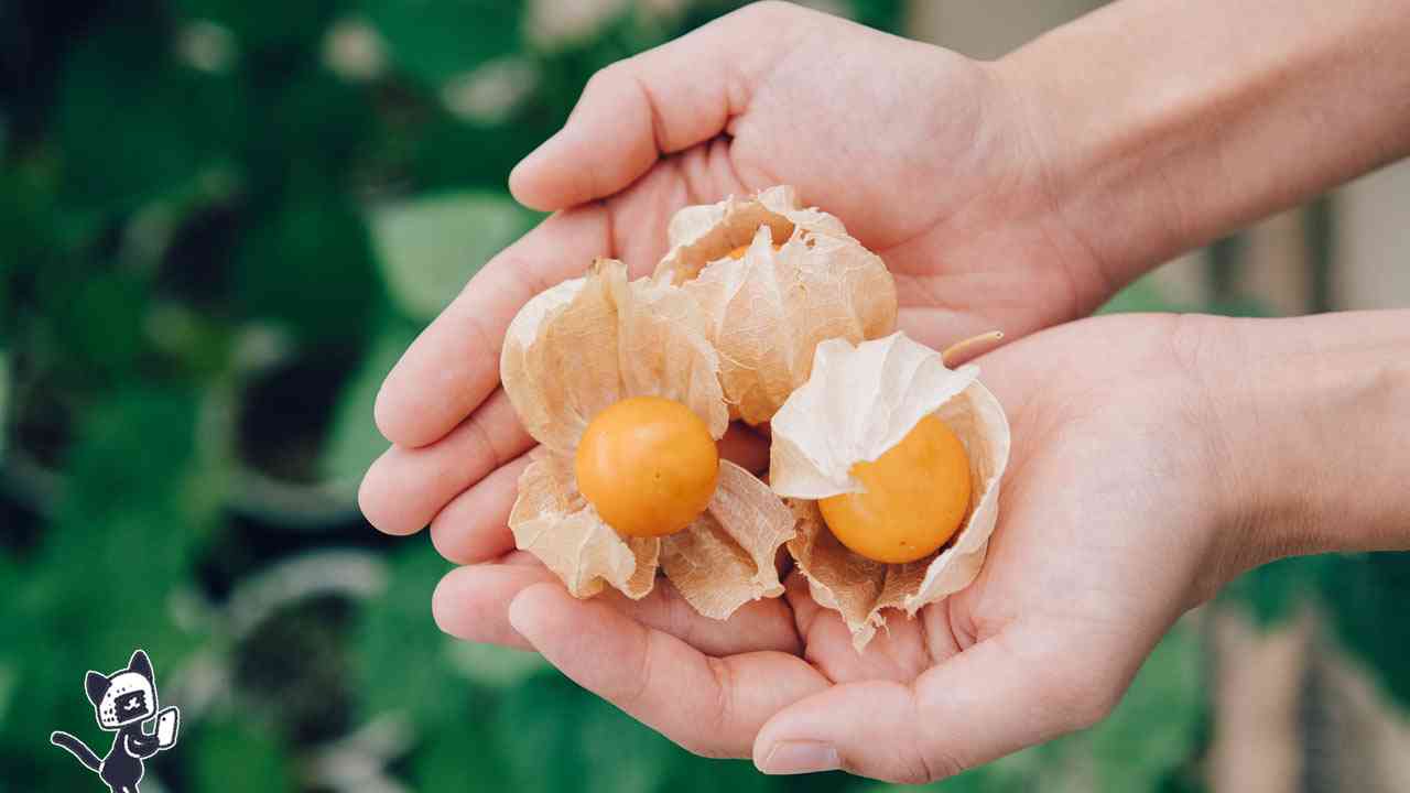 ほおずきって食べられるの!? 注目の「食用ほおずき」が新潟県の妙高でつくられる理由 | にいがた農業最前線 | 新潟のつかいかた