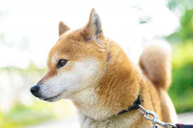 【50代が選んだ】「子どもと一緒に育てたい犬種」ランキング！1位は「柴犬」