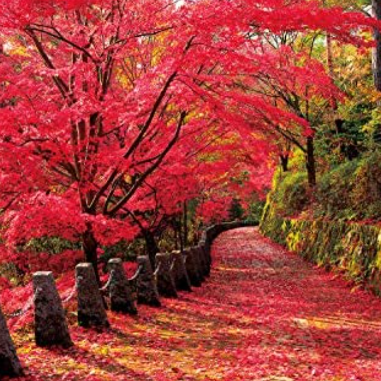 【秋の風物詩】として何を思い浮かべますか？