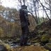 Deep Forest on Twitter: 