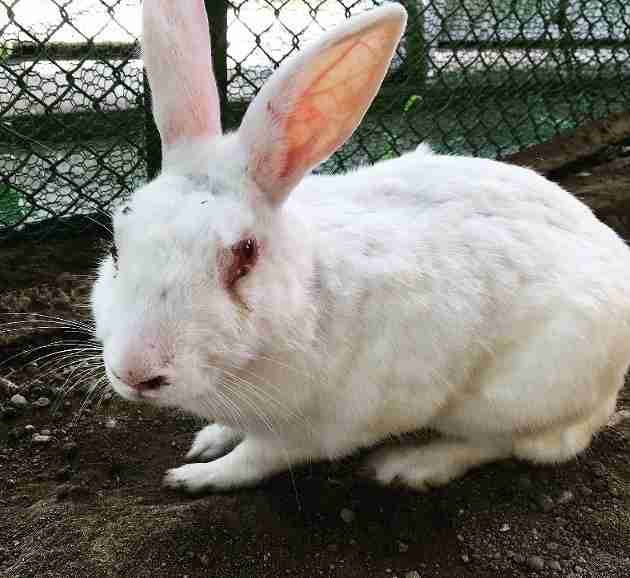 夏休み中に餓死も…学校飼育の動物の劣悪環境　空腹でケンカする鶏、毛抜け落ちたウサギ【杉本彩のEva通信】 | 社会 | 福井のニュース | 福井新聞ONLINE