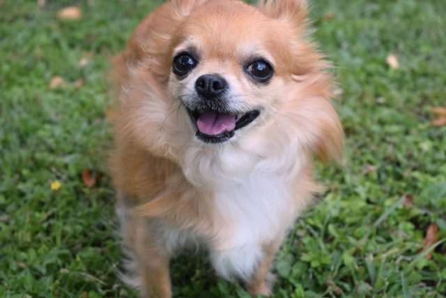 就寝中、飼い犬に顔の上でウンチをされ、入院した女性が話題に | 秒刊SUNDAY
