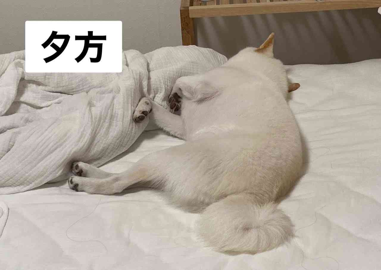 白い柴犬の朝・昼・夕方・夜を観察してみた結果→「はやくこれになりたい」「うらやましい限りです」