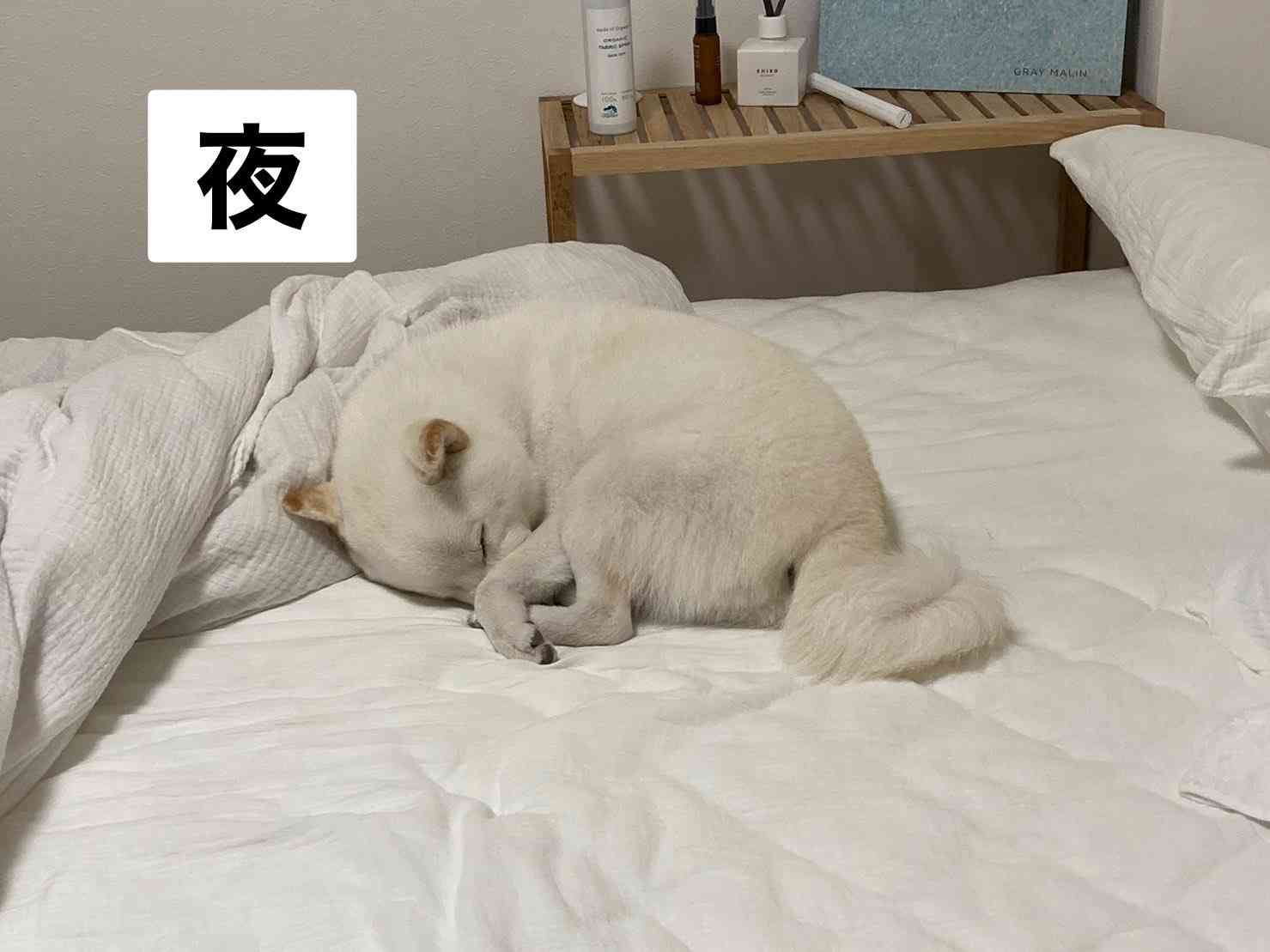 白い柴犬の朝・昼・夕方・夜を観察してみた結果→「はやくこれになりたい」「うらやましい限りです」