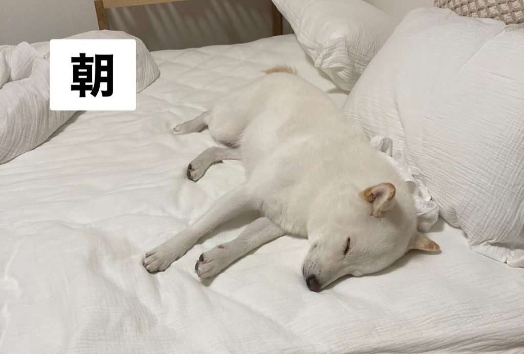 白い柴犬の朝・昼・夕方・夜を観察してみた結果→「はやくこれになりたい」「うらやましい限りです」 ｜ ガジェット通信 GetNews