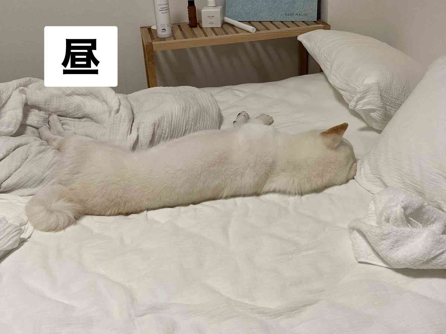 白い柴犬の朝・昼・夕方・夜を観察してみた結果→「はやくこれになりたい」「うらやましい限りです」