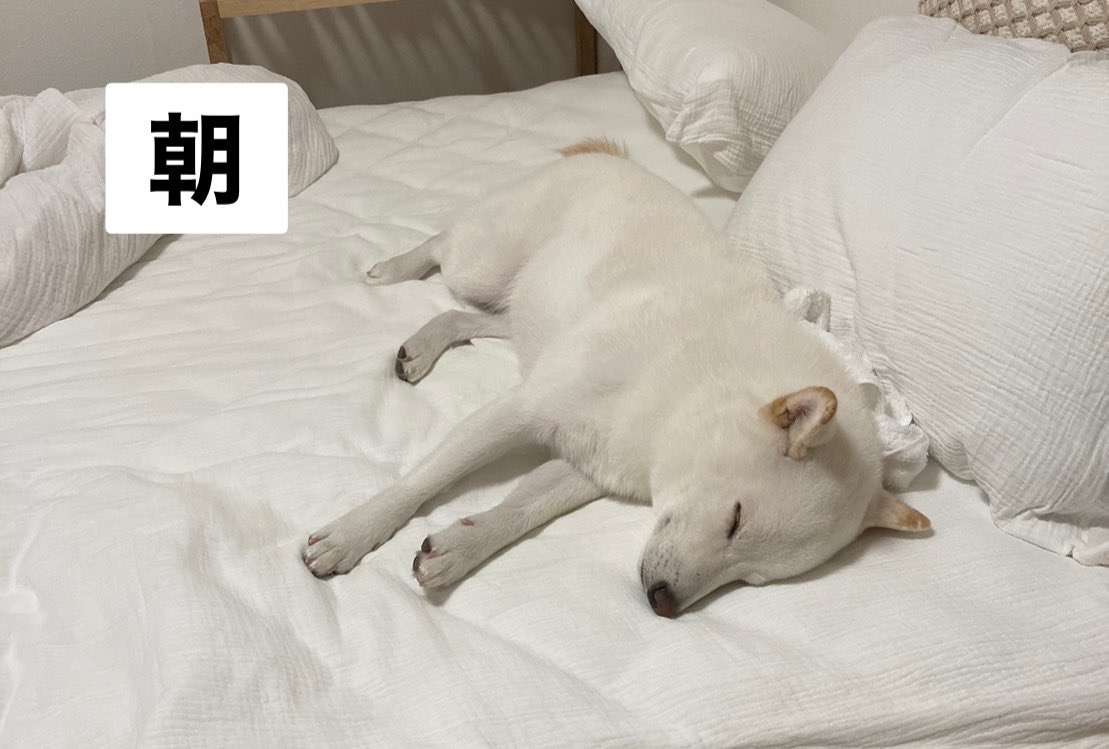 白い柴犬の朝・昼・夕方・夜を観察してみた結果→「はやくこれになりたい」「うらやましい限りです」