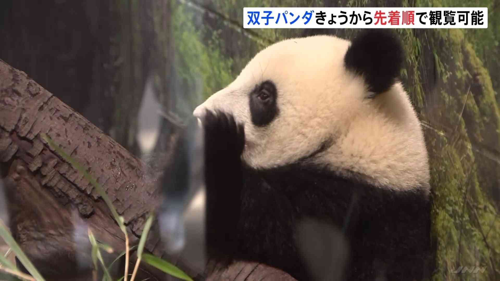 上野動物園の双子パンダ　きょうから先着順で観覧可能に　開園から長蛇の列 | TBS NEWS DIG