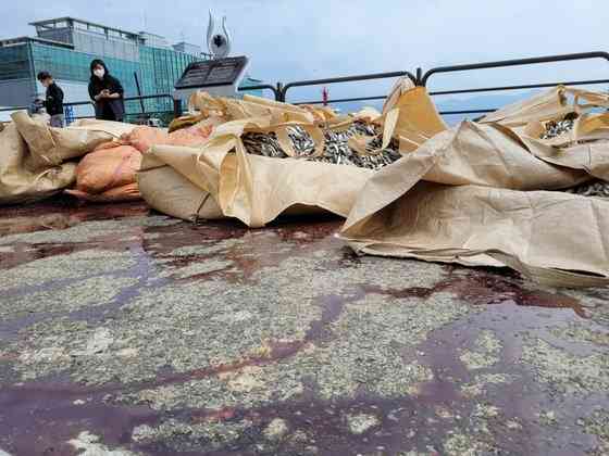 「飛び跳ねていたのに翌日突然死んだ」馬山湾ニシン大量死の謎＝韓国（中央日報日本語版） - Yahoo!ニュース