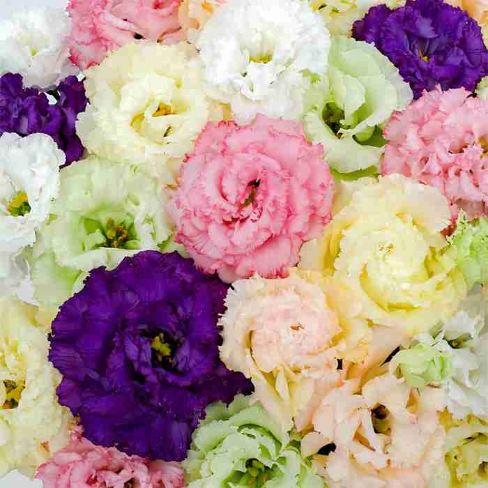 マイナーだけど魅力ある花〖植物〗