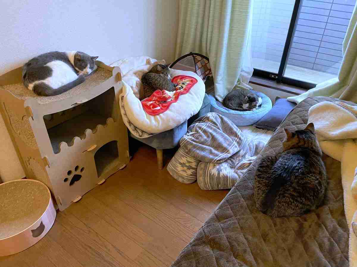 「30秒以内にねこを5匹見つけてください」　難易度高すぎる写真問題に2.9万人苦戦