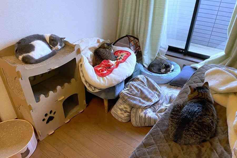 「30秒以内にねこを5匹見つけてください」　難易度高すぎる写真問題に2.9万人苦戦 | Hint-Pot
