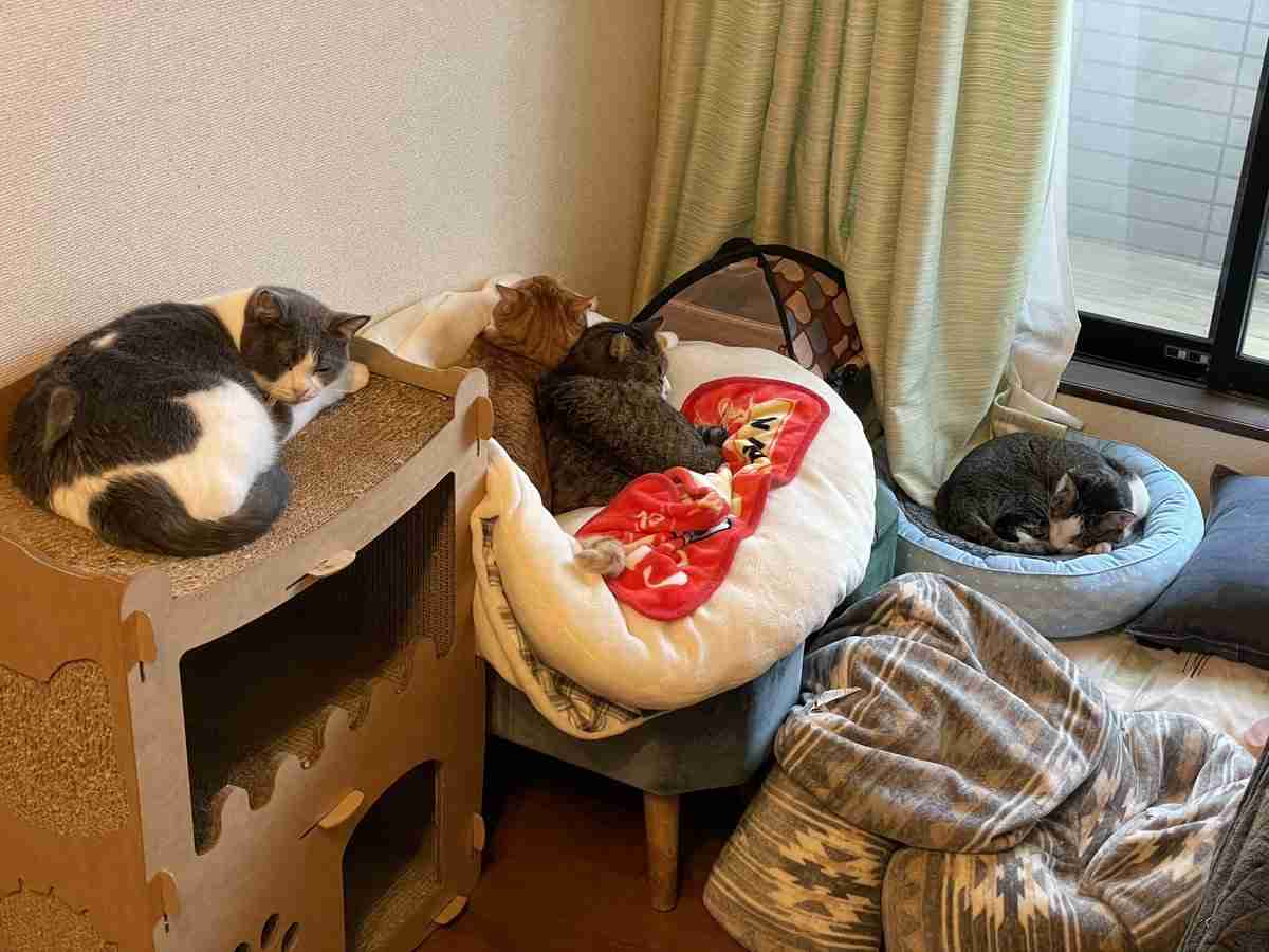 「30秒以内にねこを5匹見つけてください」 難易度高すぎる写真問題に2.9万人苦戦