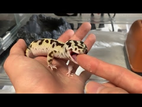 人慣れしたレオパはこんなにも可愛い - YouTube