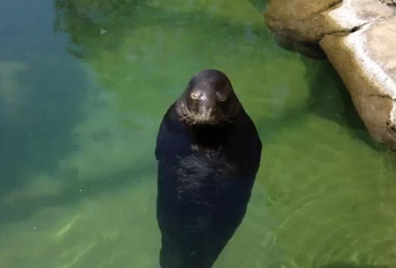 「夢出てきそうで怖い…」バックヤードのアザラシの姿がまるで海坊主！？“直立不動”で見つめてくる理由を飼育員に聞いた