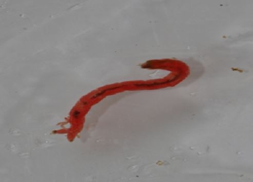 ソウルの家庭からも「水道水幼虫」通報…「１センチの赤い虫」 | Joongang Ilbo | 中央日報