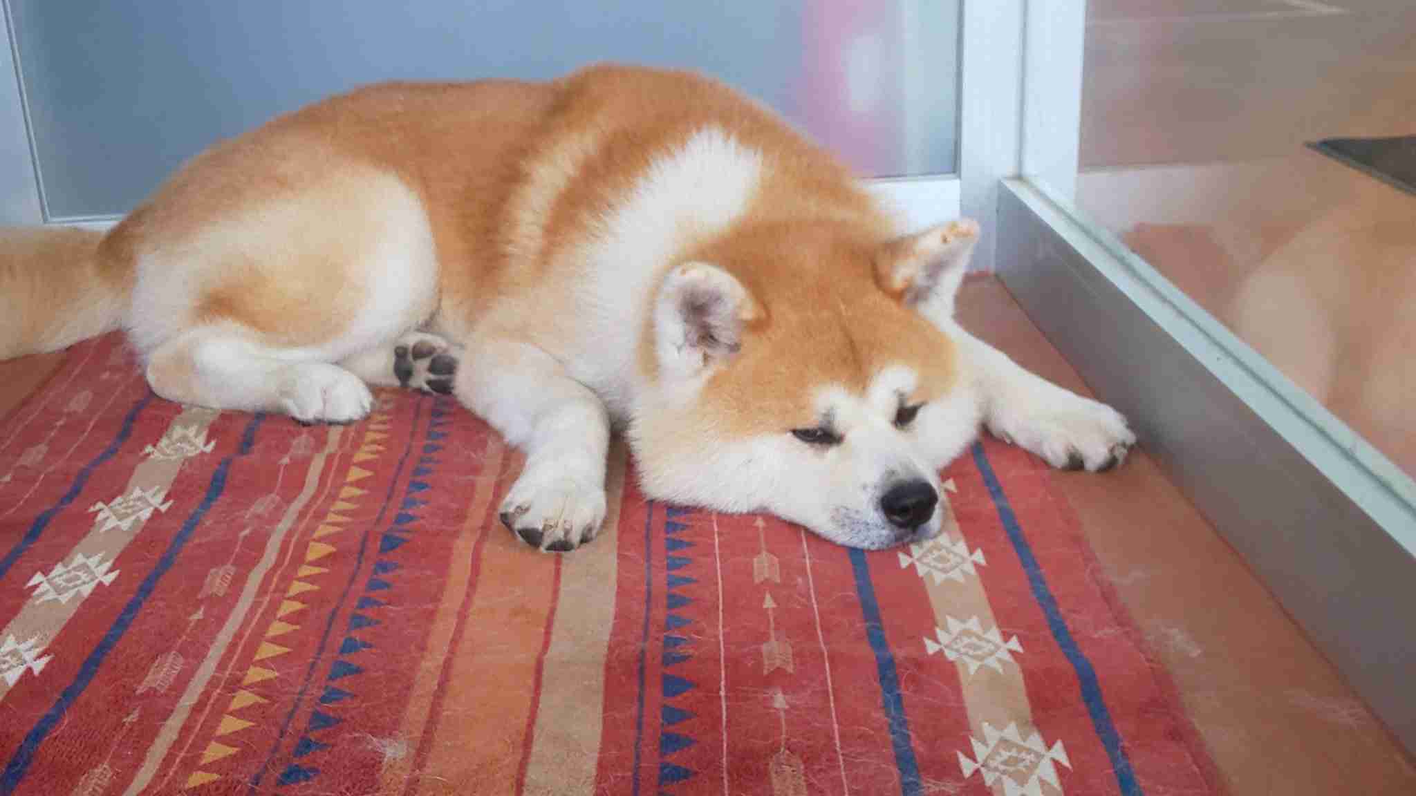 【看板犬】看板動物を貼るトピ【看板猫など】