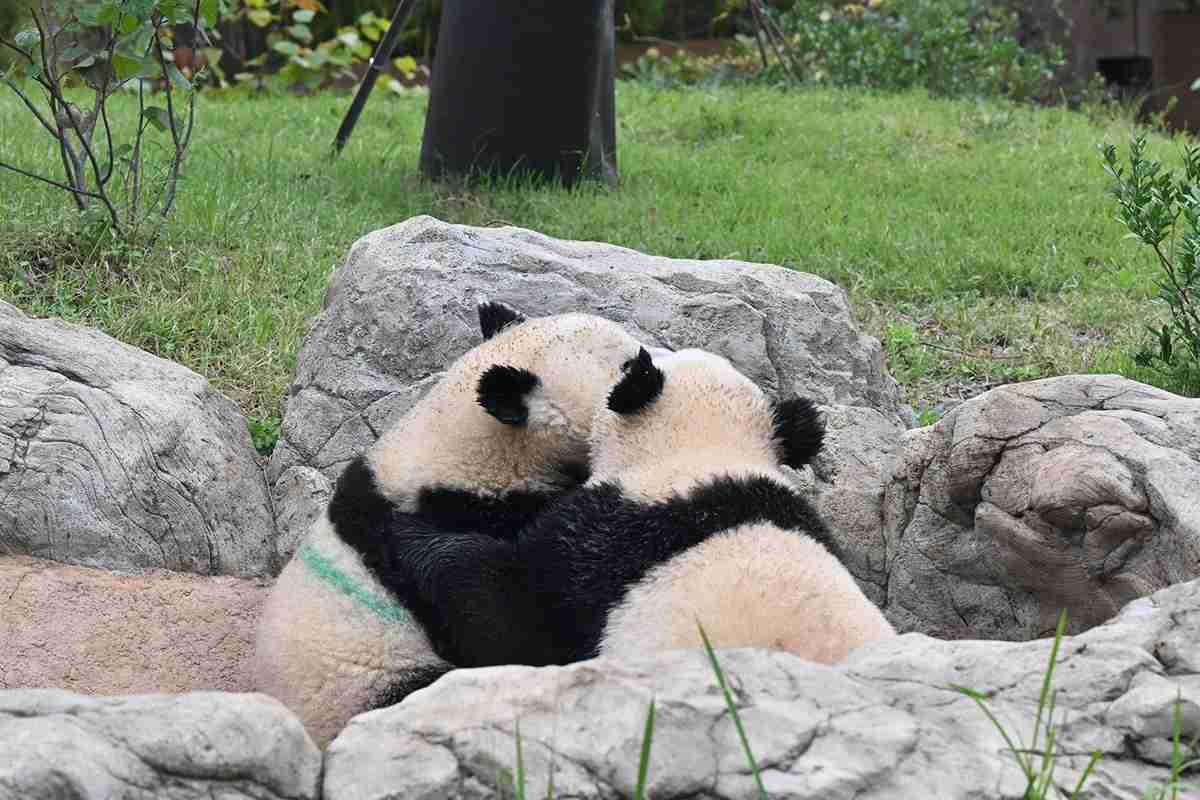上野動物園の母子パンダ“抽選なし観覧”解禁　かわいく撮る3つのコツ