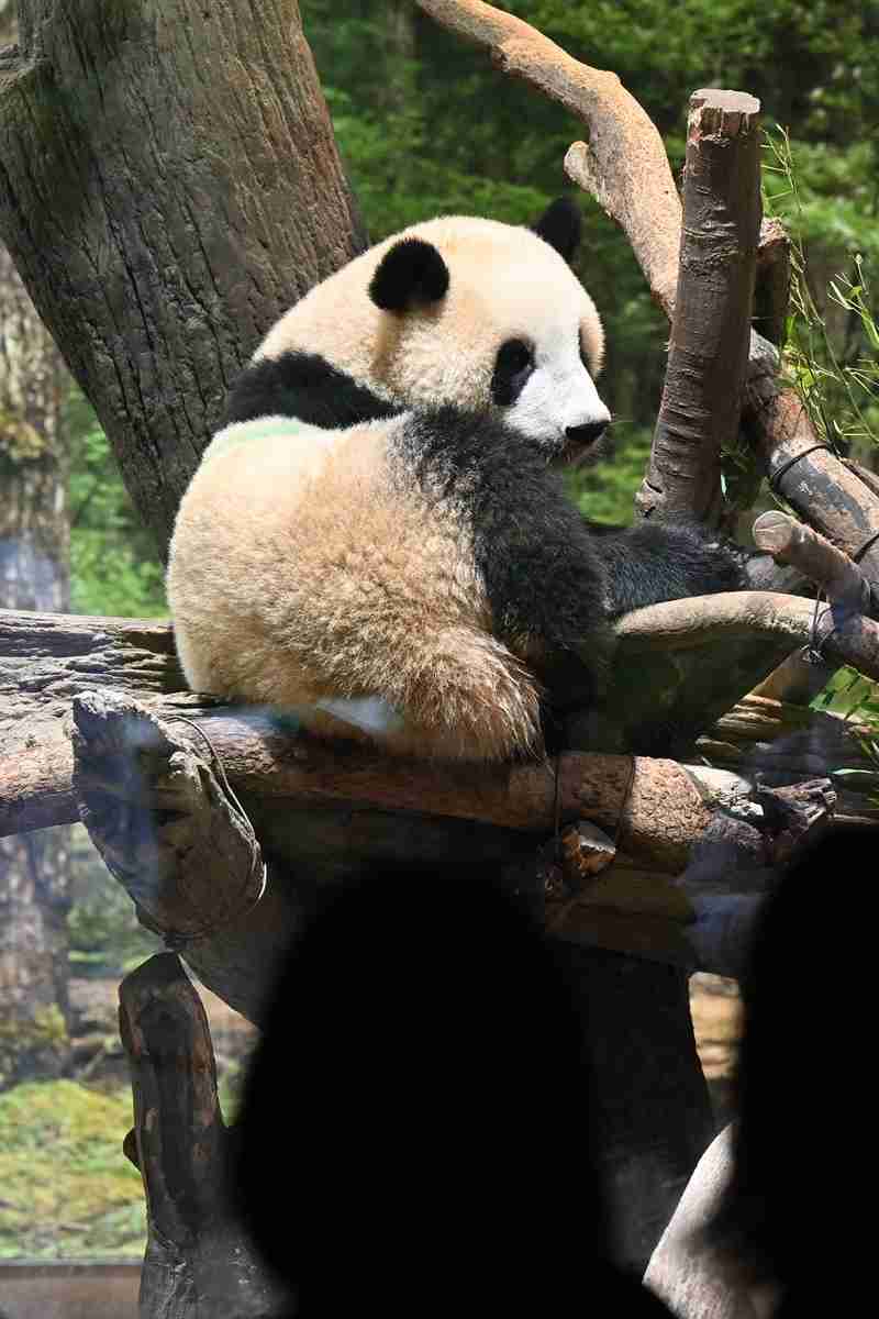 上野動物園の母子パンダ“抽選なし観覧”解禁　かわいく撮る3つのコツ