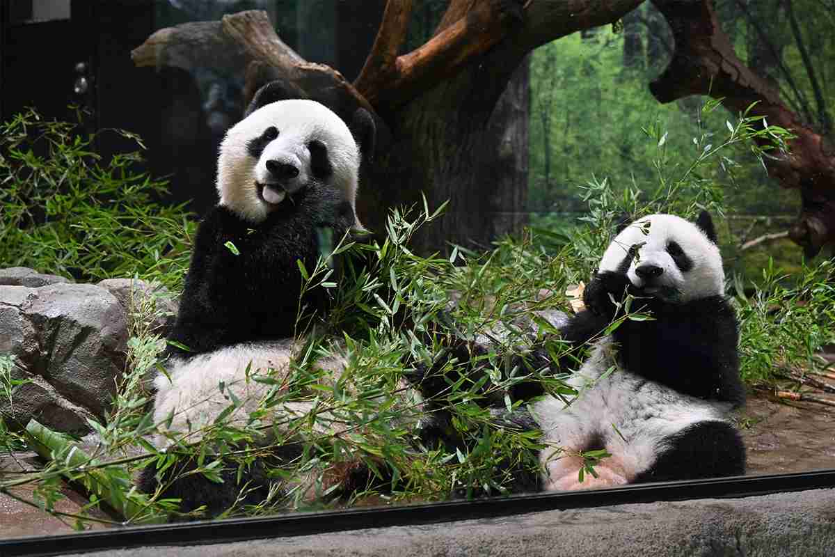 上野動物園の母子パンダ“抽選なし観覧”解禁　かわいく撮る3つのコツ