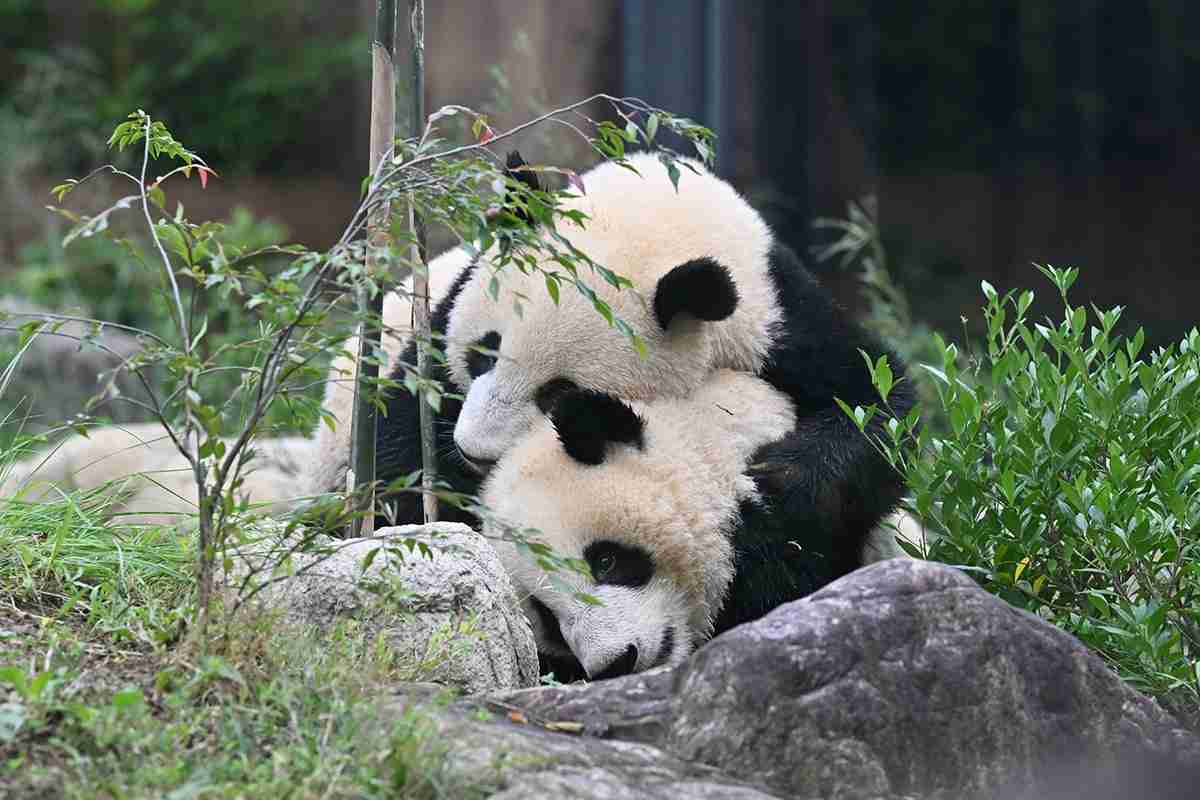 上野動物園の母子パンダ“抽選なし観覧”解禁　かわいく撮る3つのコツ｜NEWSポストセブン