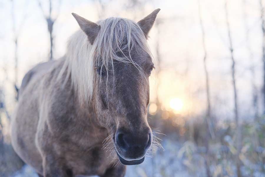 8年前に姿を消した愛馬と奇跡的な再会に全米感動　7万頭超の野生馬から発見 | Hint-Pot