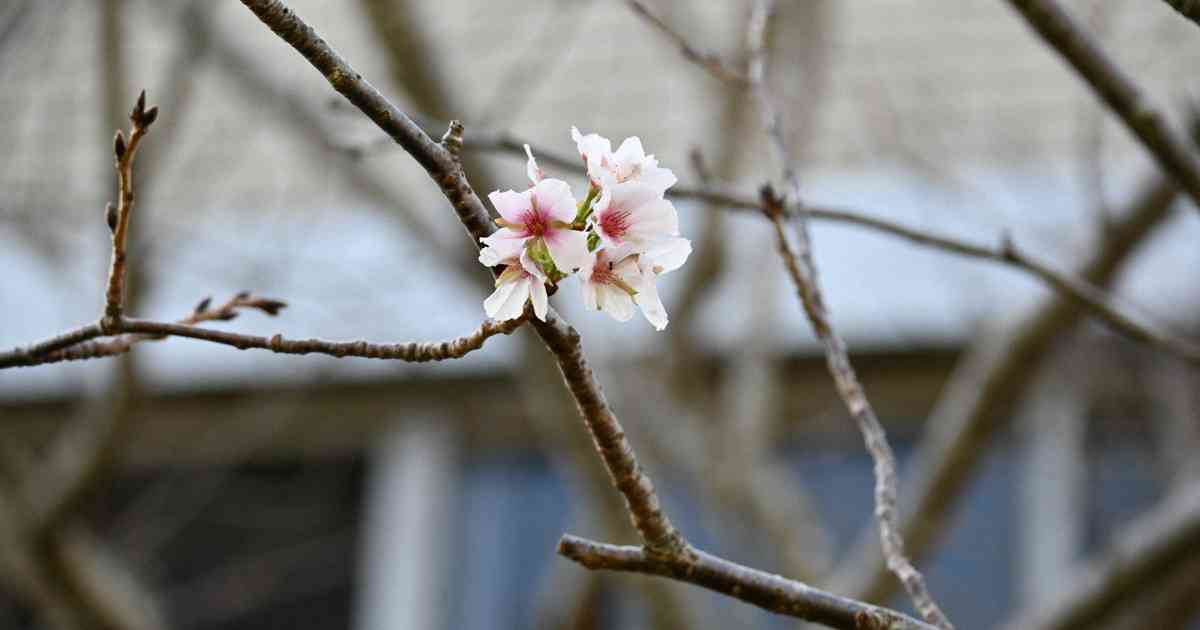 思わぬ台風一“花”　宮崎で季節外れの桜開花　葉が飛ばされた影響か | 毎日新聞