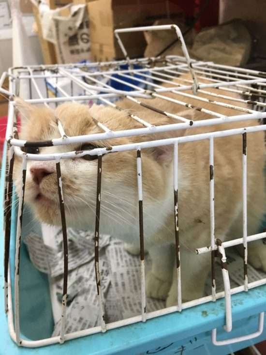 あまりに酷いペット店頭生体販売の実態。動物好きのスタッフも壊す惨状