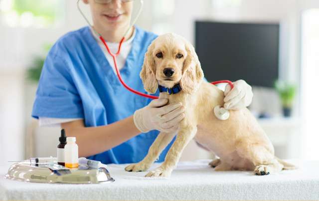 愛犬への抗がん剤投与を迷っています