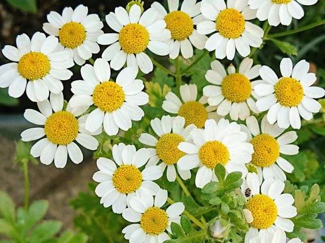 マトリカリア - 植物図鑑