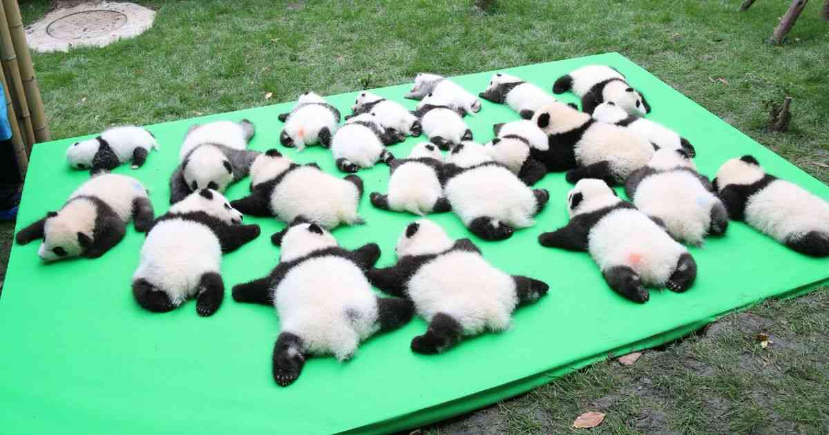 中国・成都でお披露目された23頭の子パンダが、尋常じゃなく可愛すぎるので見てください - Togetter