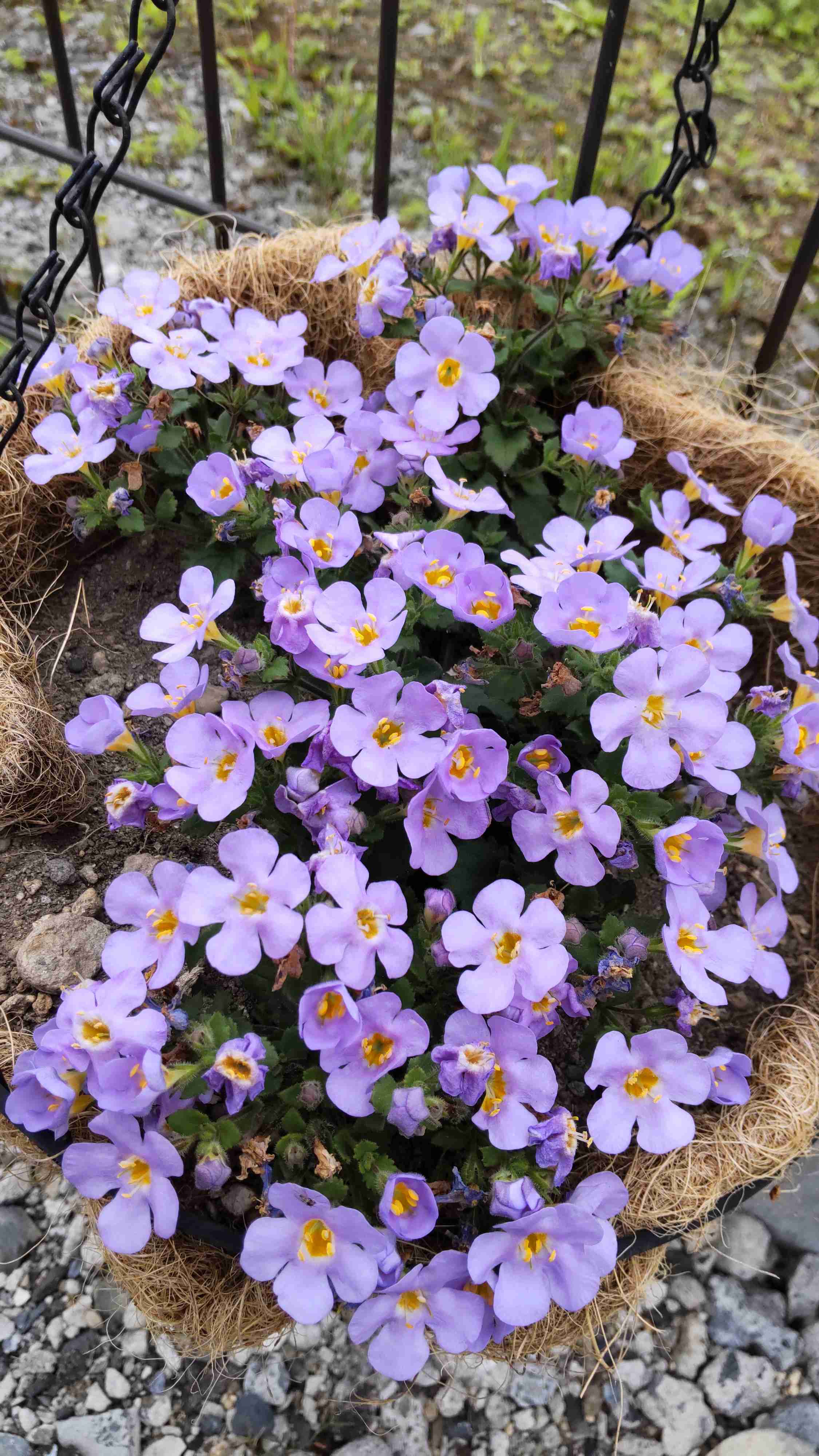 ガーデニング好きな人お話しましょう!