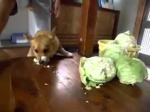 キャベツコーギー - YouTube