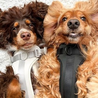 美しい髪の女性かと思ったら犬だった！絹のようになめらかな毛の犬界のラプンツェル。