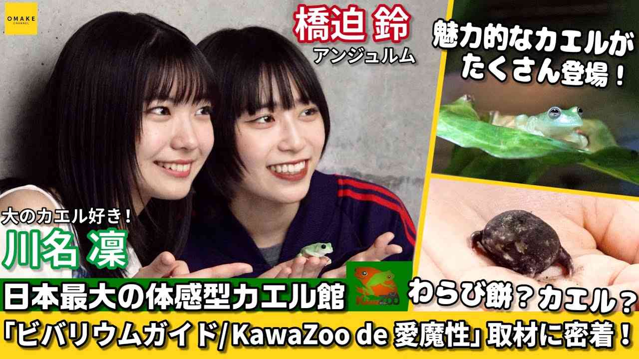 アンジュルム 橋迫鈴・川名凜 ビバリウムガイド「KawaZooで愛魔性」取材に密着！ - YouTube