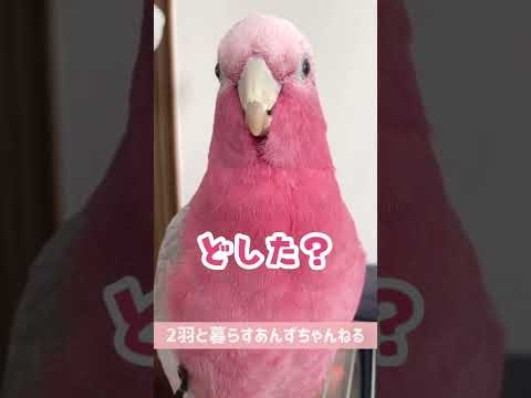 【爆笑】どした？と連呼するオウムpart2 ｜バリエーションが増えました【モモイロインコ】#shorts - YouTube