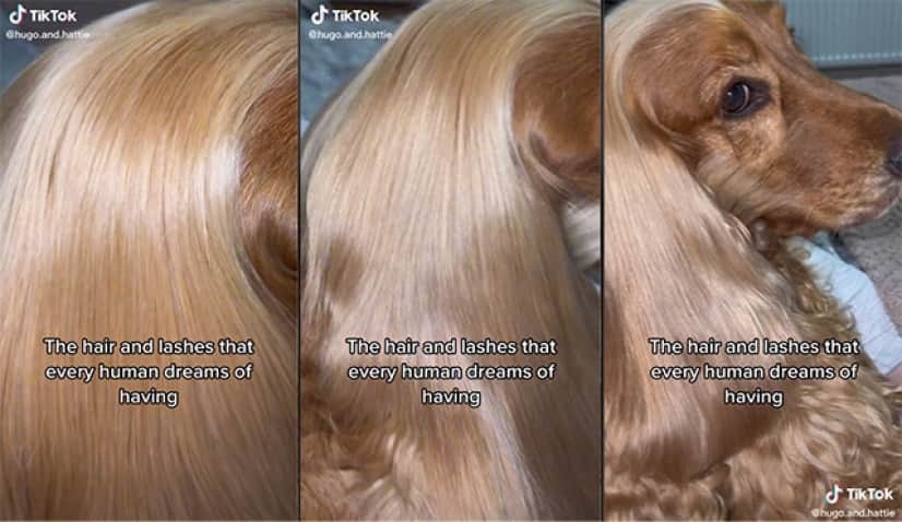 美しい髪の女性かと思ったら犬だった！絹のようになめらかな毛の犬界のラプンツェル。