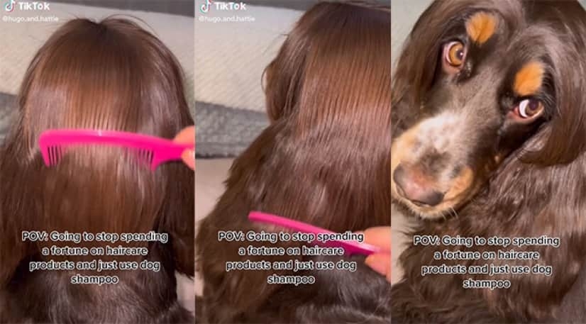 美しい髪の女性かと思ったら犬だった！絹のようになめらかな毛の犬界のラプンツェル。