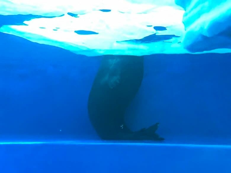「夢出てきそうで怖い…」バックヤードのアザラシの姿がまるで海坊主！？“直立不動”で見つめてくる理由を飼育員に聞いた