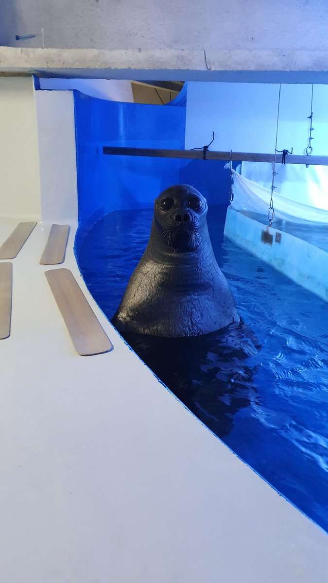 「夢出てきそうで怖い…」バックヤードのアザラシの姿がまるで海坊主！？“直立不動”で見つめてくる理由を飼育員に聞いた