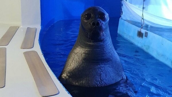 「夢出てきそうで怖い…」バックヤードのアザラシの姿がまるで海坊主！？“直立不動”で見つめてくる理由を飼育員に聞いた｜FNNプライムオンライン