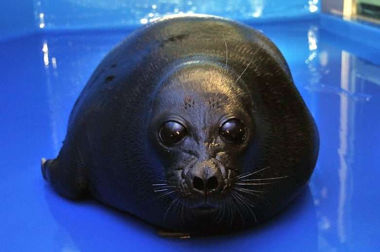 「夢出てきそうで怖い…」バックヤードのアザラシの姿がまるで海坊主！？“直立不動”で見つめてくる理由を飼育員に聞いた