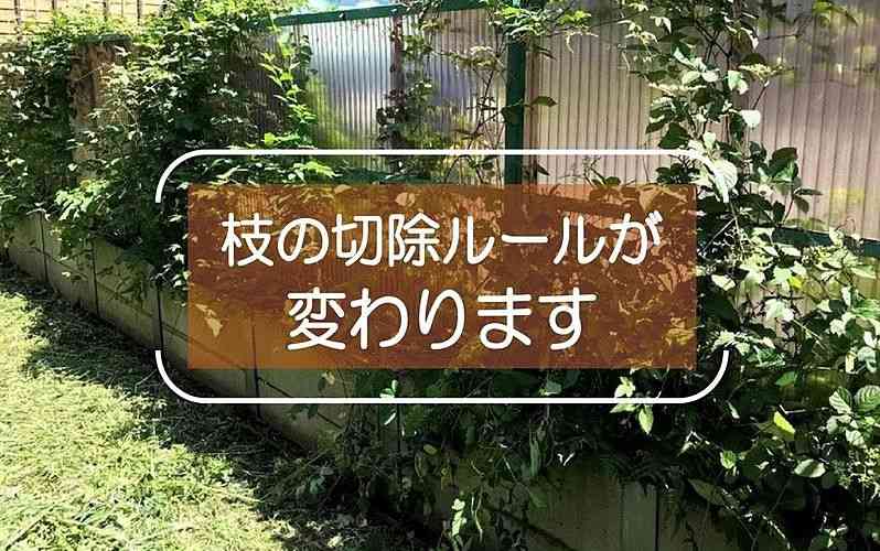 令和5年(2023年)4月から越境した「枝」の切除ルールが民法改正により変わります!