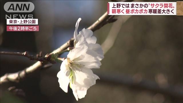 【異変】上野でソメイヨシノが開花　寒暖差12度以上に　体調管理に注意