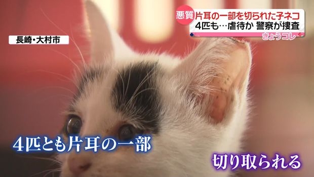 片耳の一部を切られた子ネコ4匹発見、首の周りには網のようなひも - ライブドアニュース