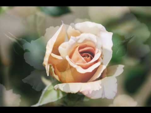 めぐり逢い－アンドレ・ギャニオン - YouTube